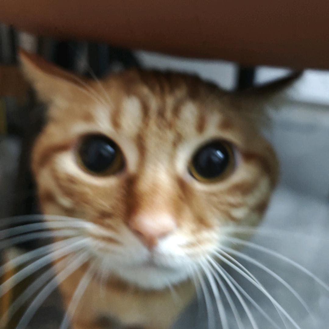 阿康（暗区突围）