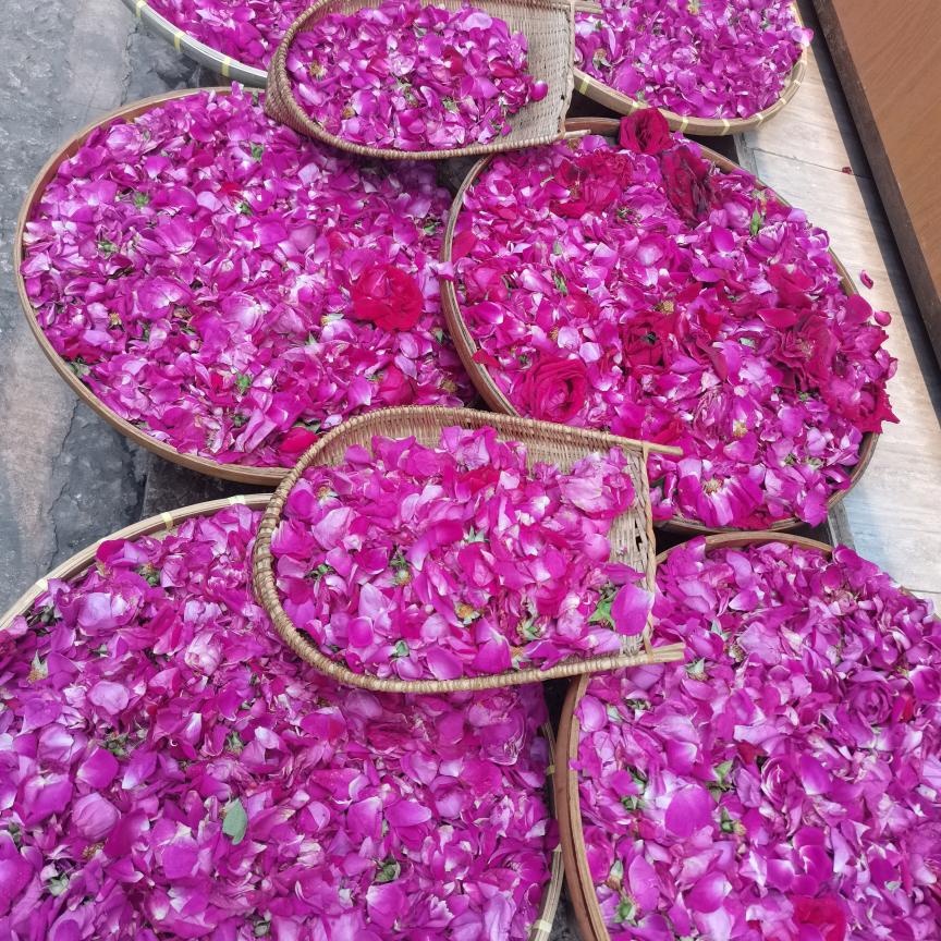 维 💕🍒🍒💕维  ☘️单身☘️