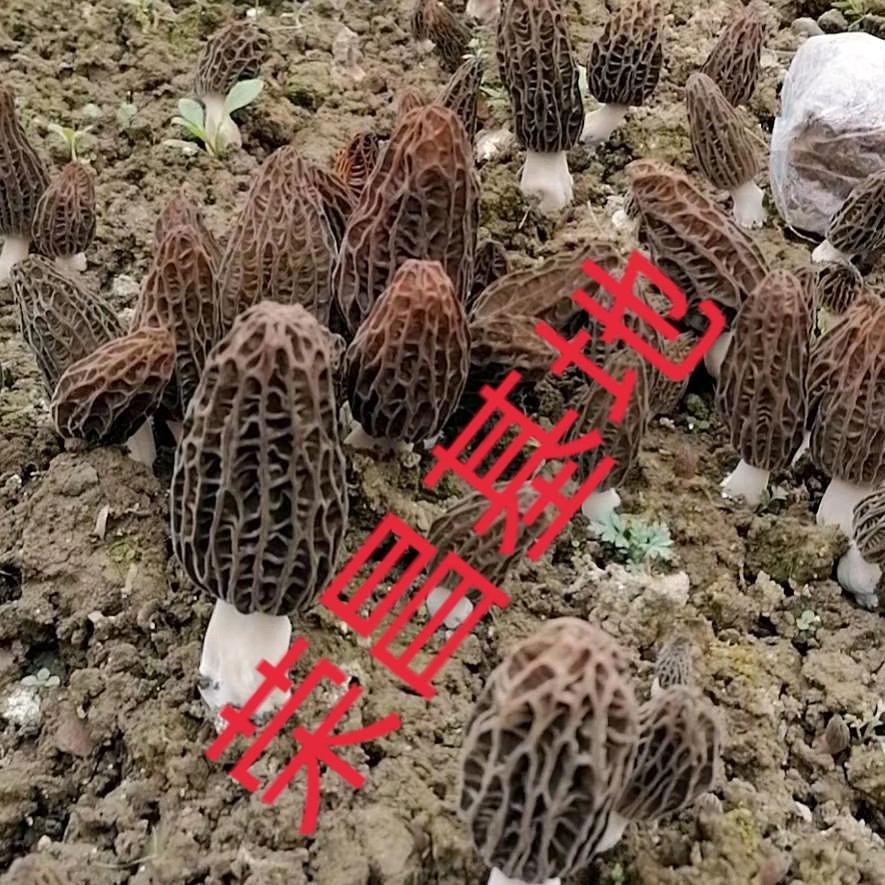 郭镇食用菌，小妹