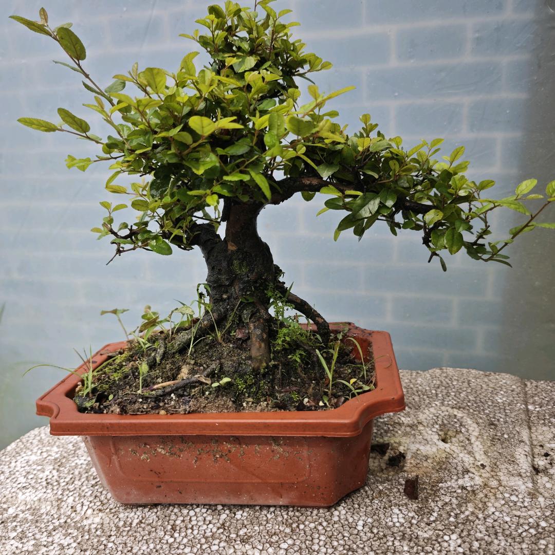 山水绿植园艺
