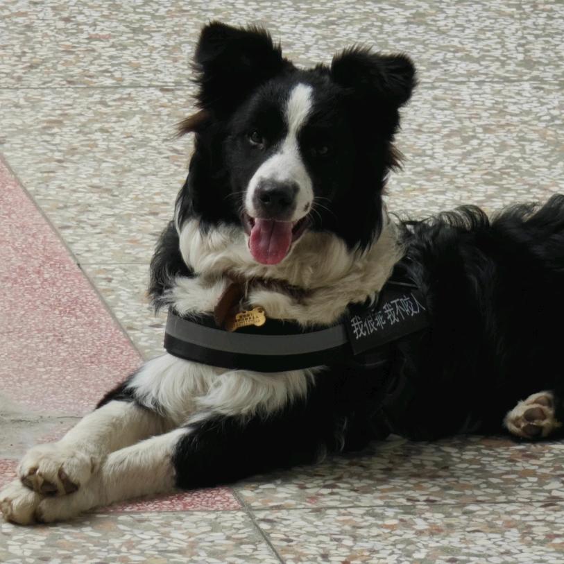 lucky是只小边牧