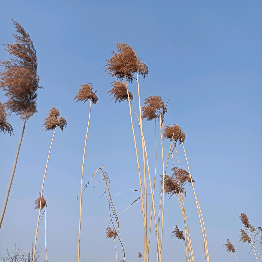 陈鸿明