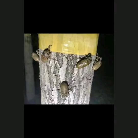 新郑收金蝉，售金蝉