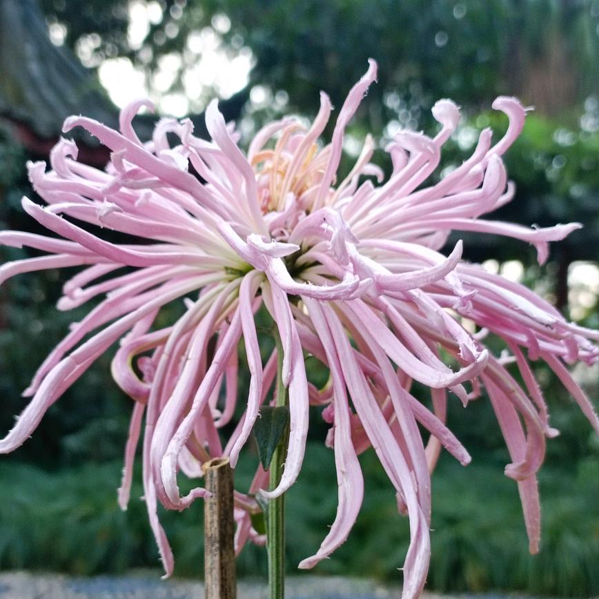 苏姨好物每日推荐