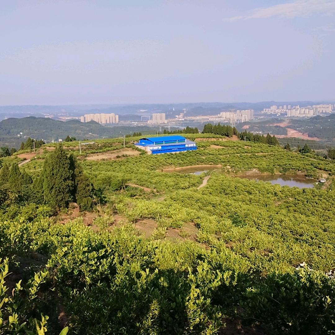 四川园创佛手柑种植基地