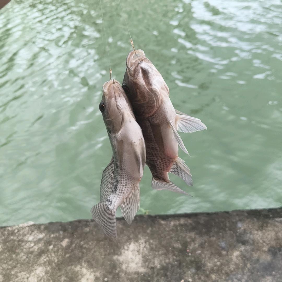 钓鱼🎣🎣仔