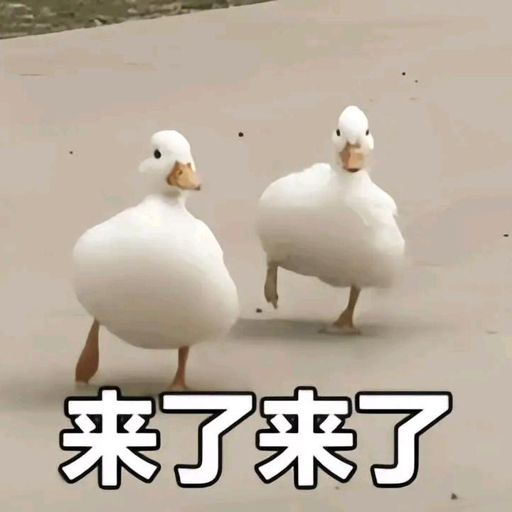 兰诚电竞来了🦆