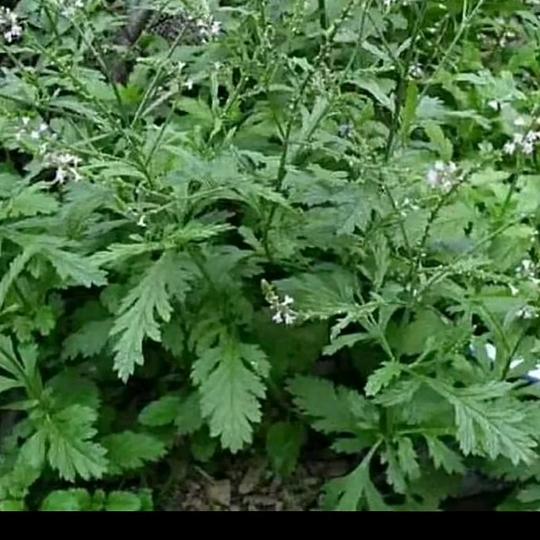 🍓花落无声❤️