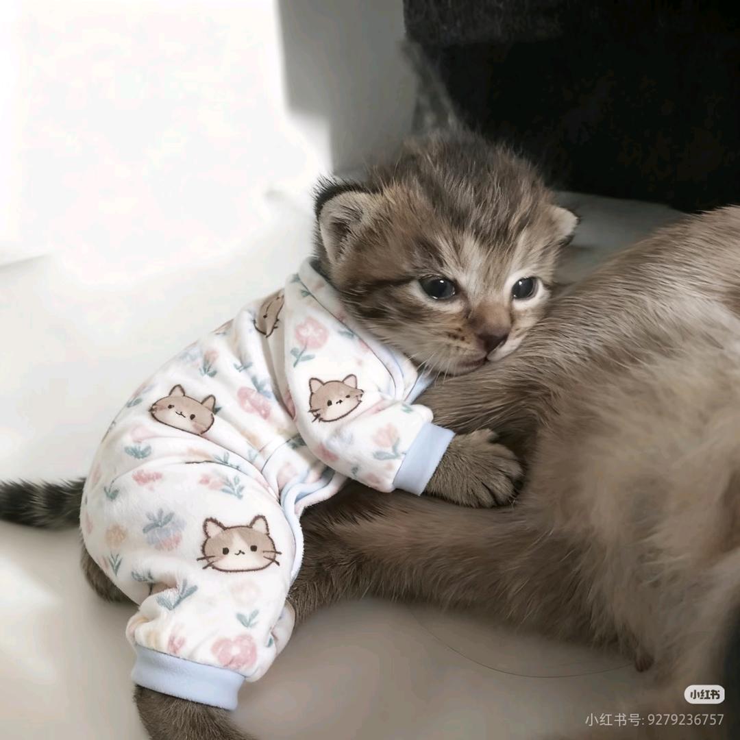 许愿出门被送钱