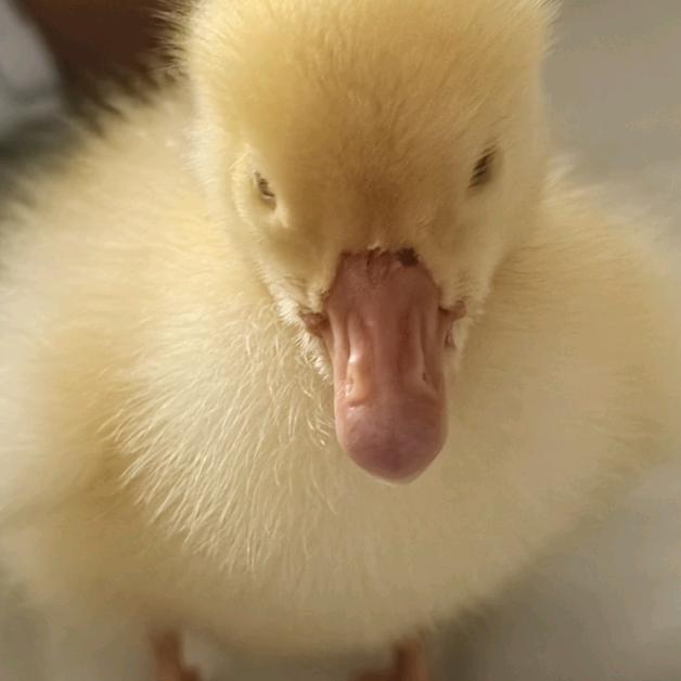 🦢꧁🐥陈美芳🦆꧂🦩️