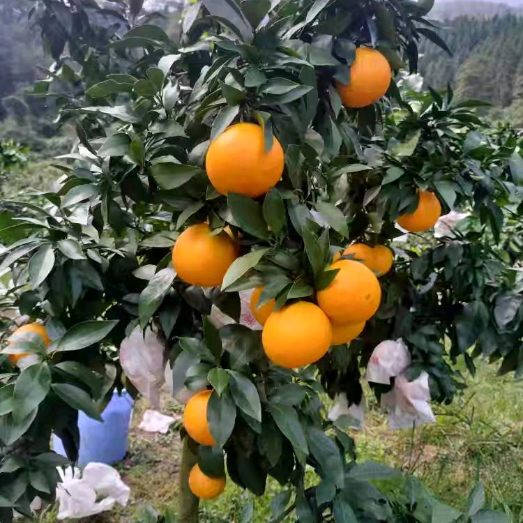 乐趣园林，柑橘种植者