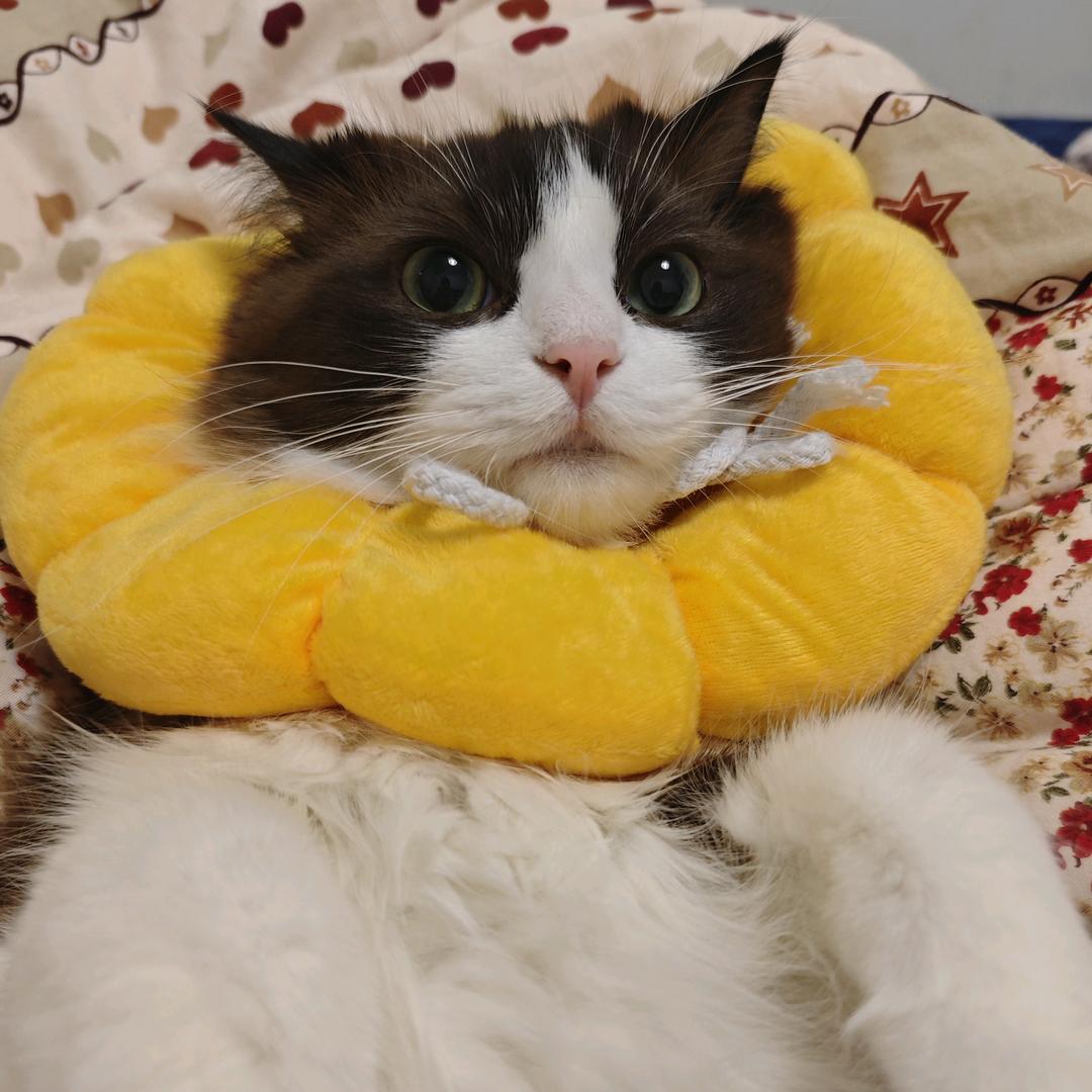 乖乖不乖🐱