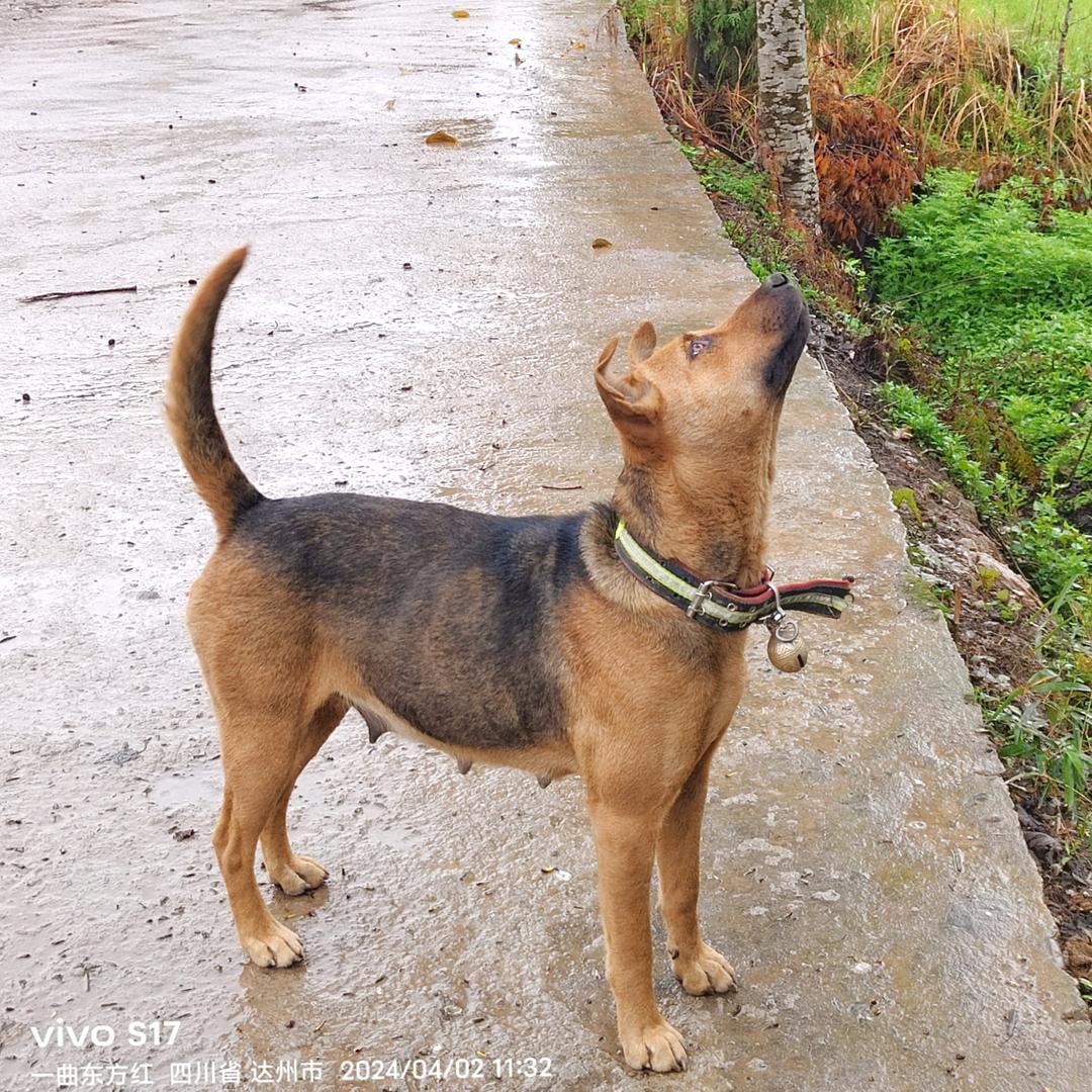 《农村》黑牛猎犬