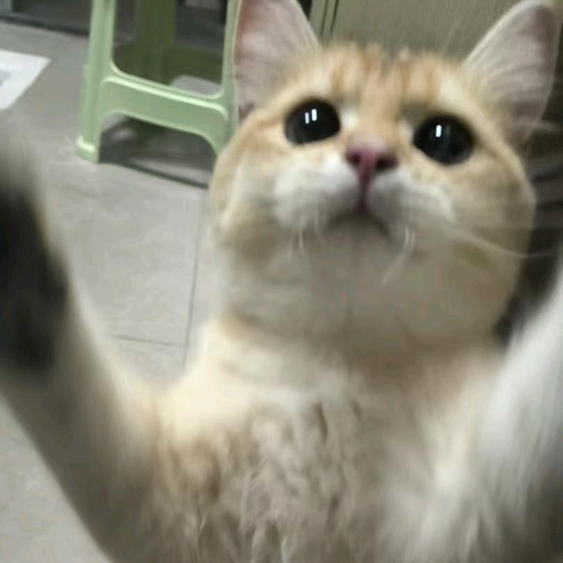 白醋是lo不是萝