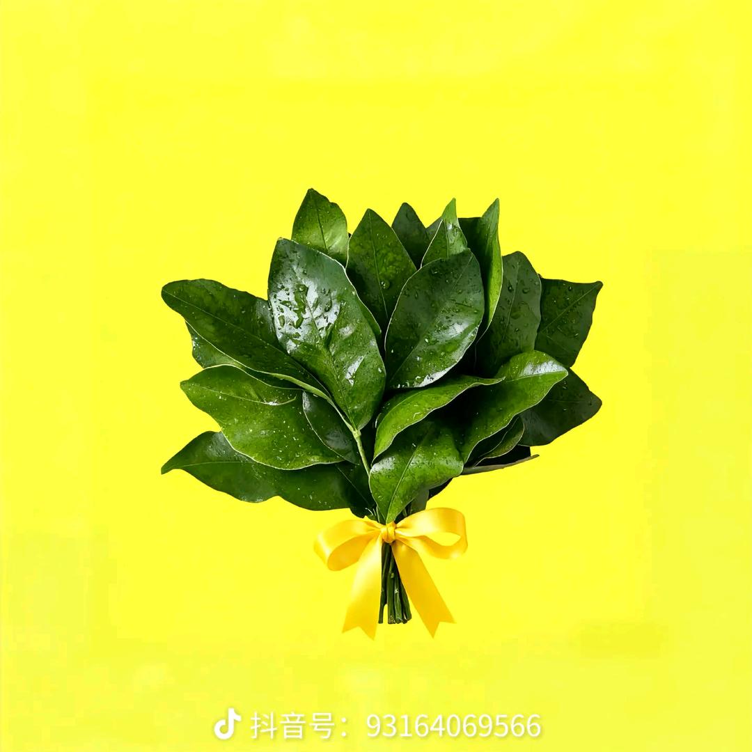 柚子叶子柚子叶叶叶
