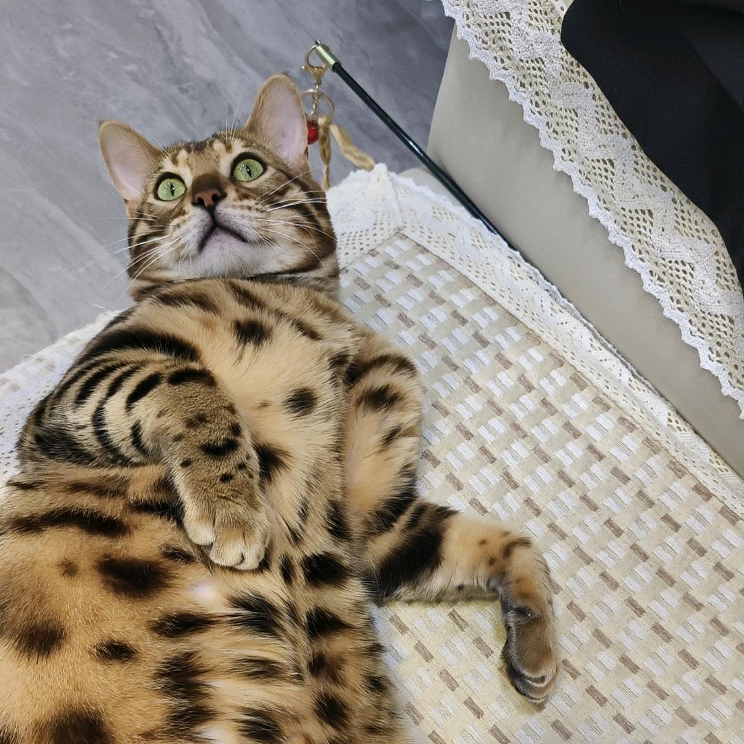 🌈🌈🌈最爱吃火锅ヾ(❀╹◡╹)