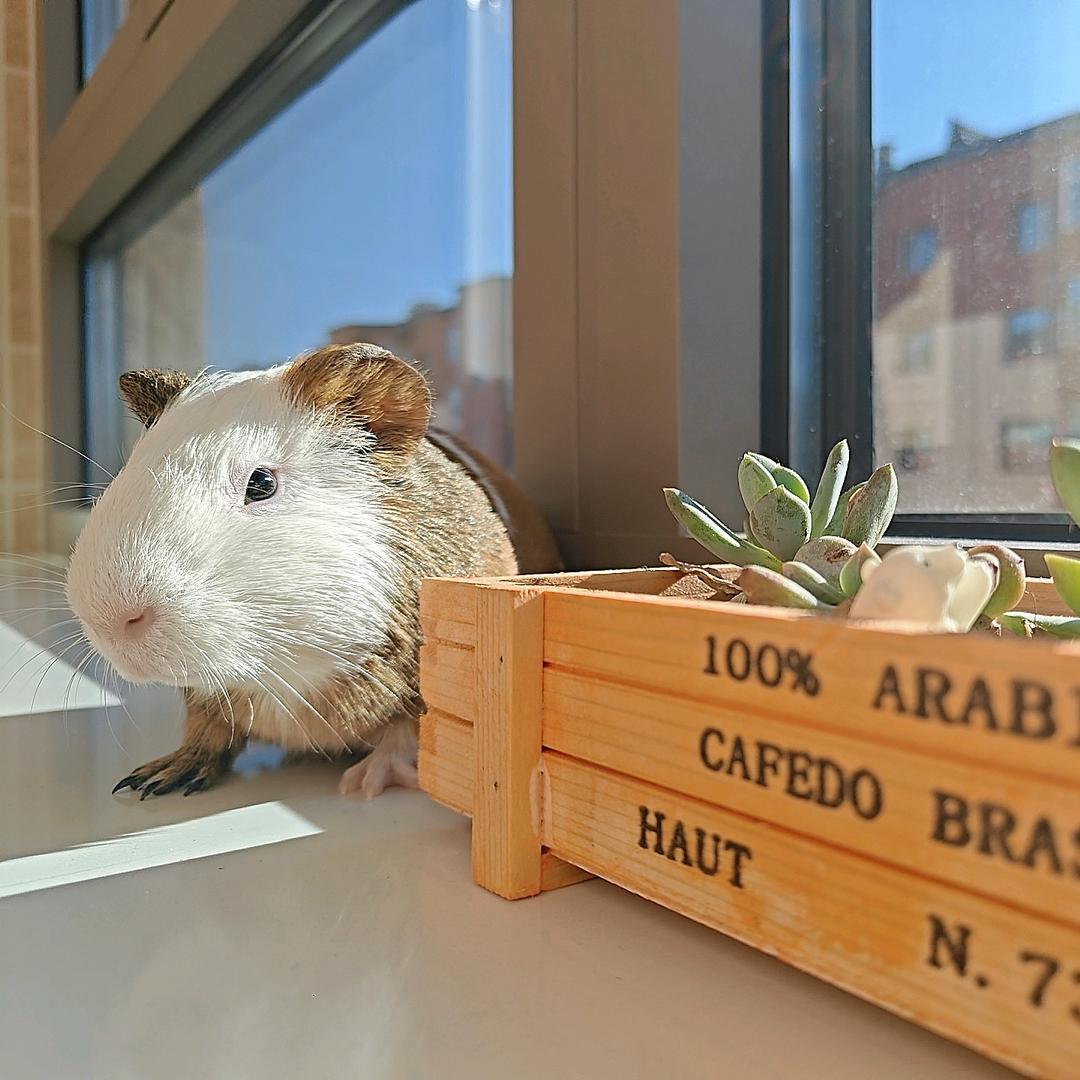 🐻 小五 🐻 不是鼠