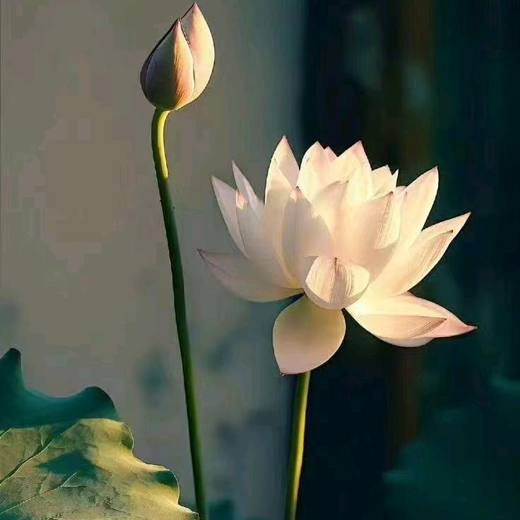 子曰