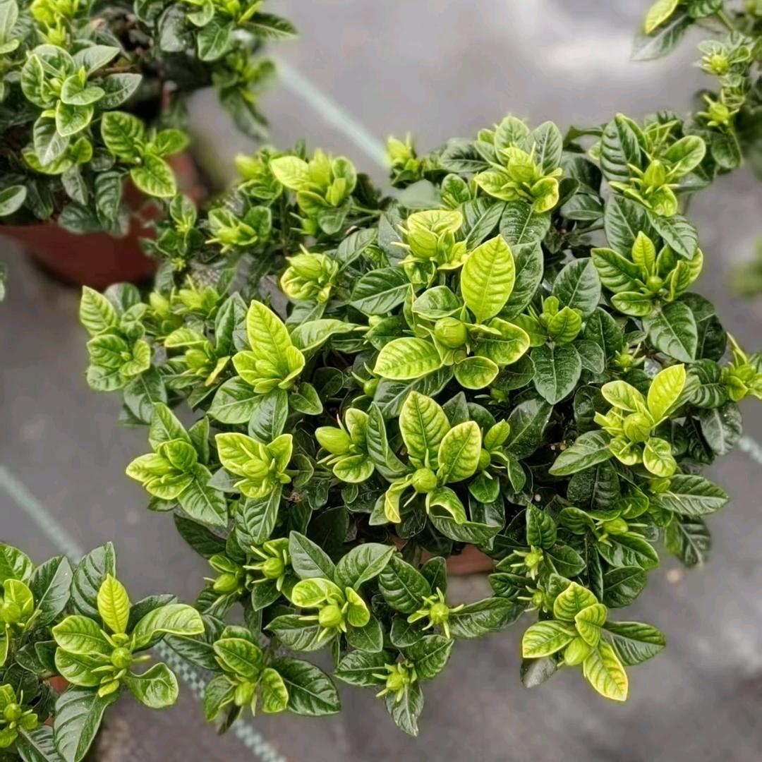莹莹家的栀子花
