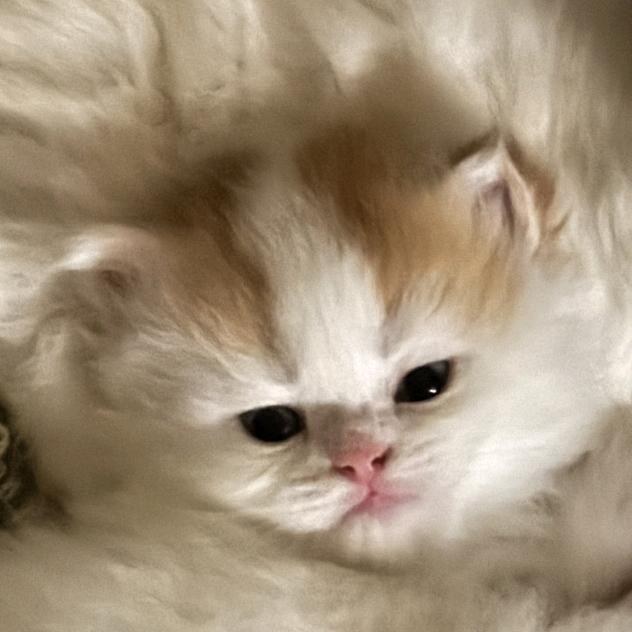 倪海衫粉丝买不起羽绒服（就等着送）