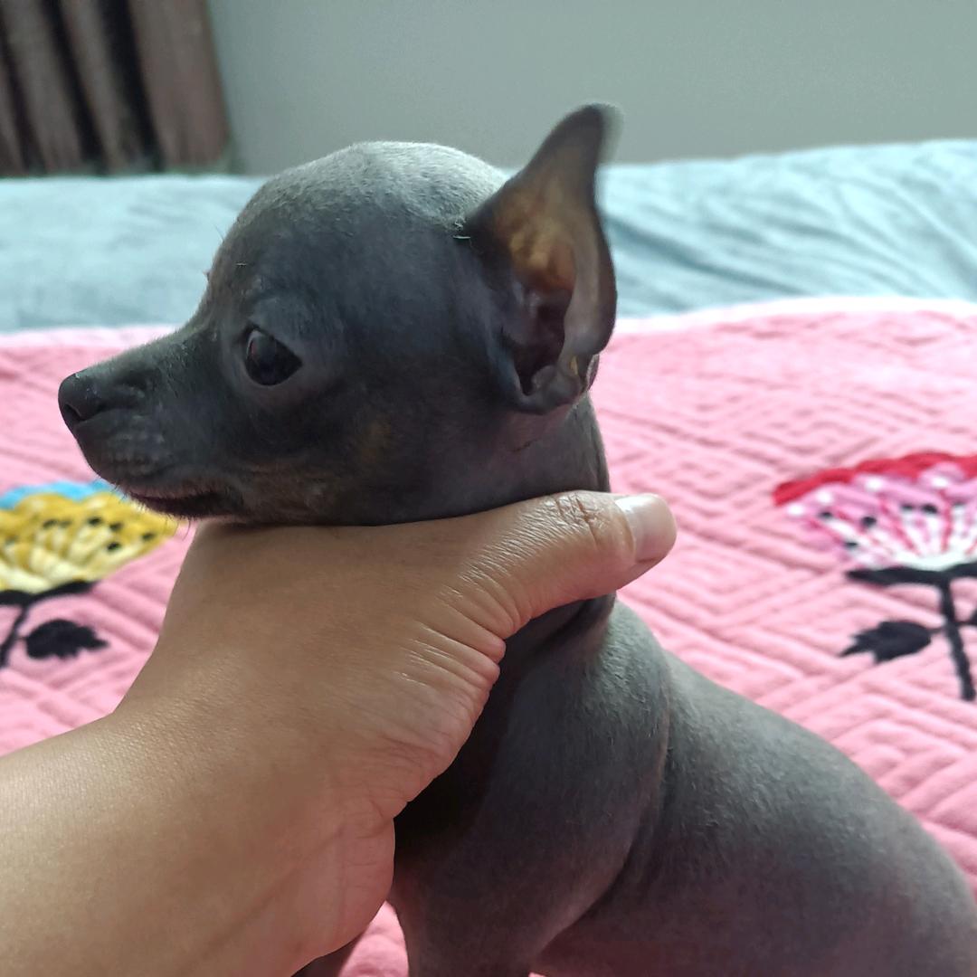 🍎蕾小姐🍎家的🍓毛孩子（小鹿犬）