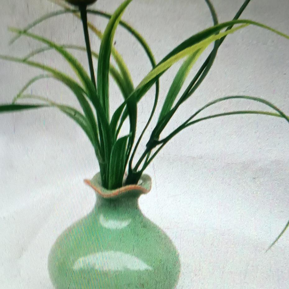 白玉兰