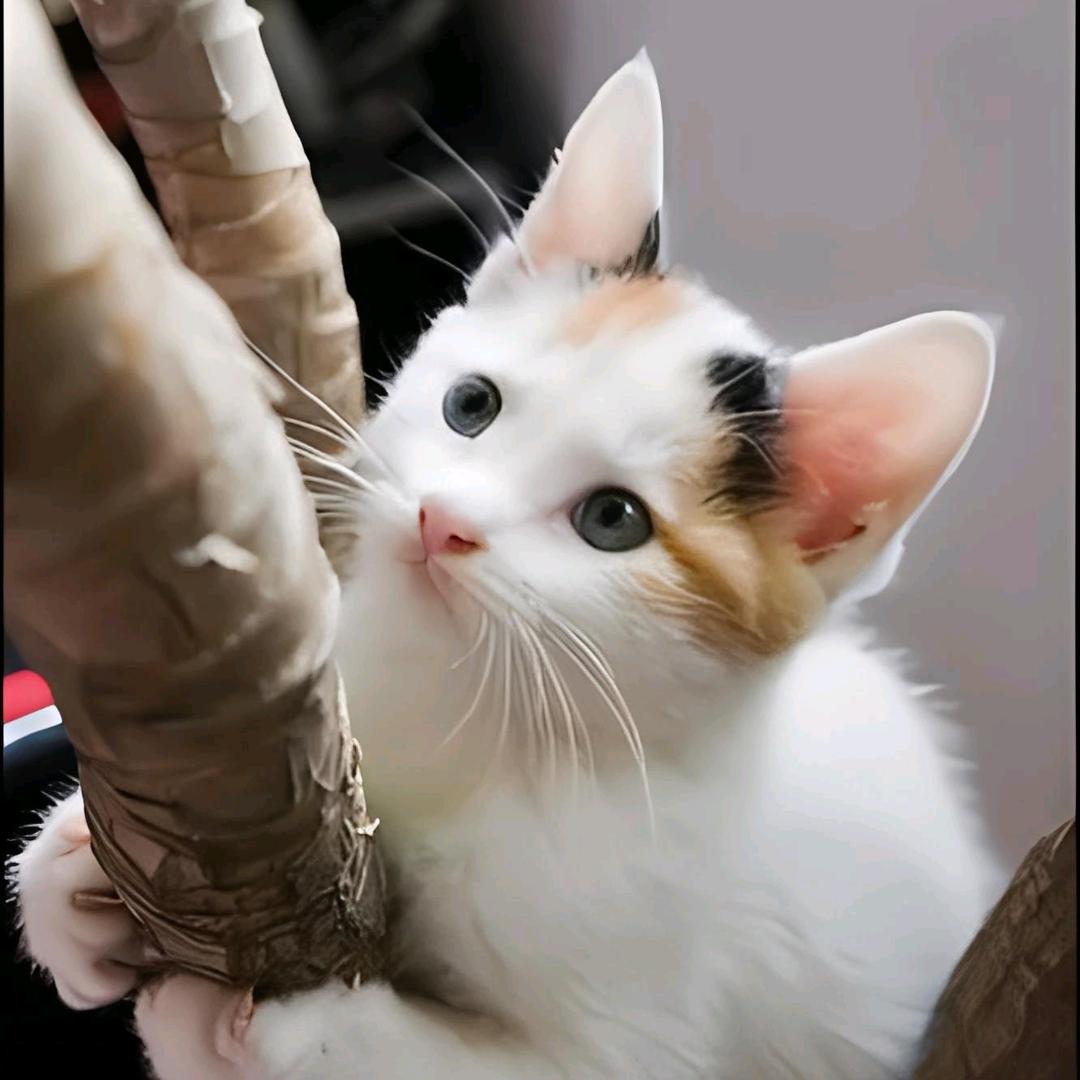香香吖