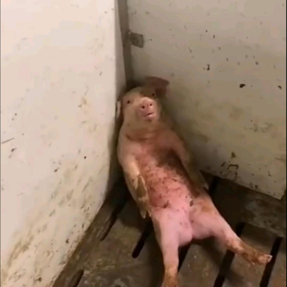 ot-o