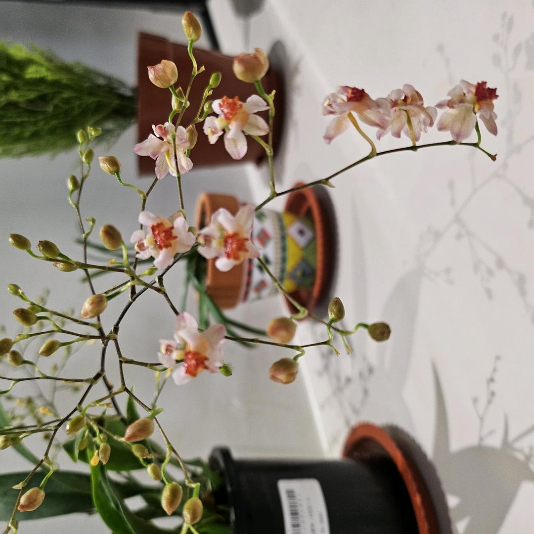 奥特曼打怪兽