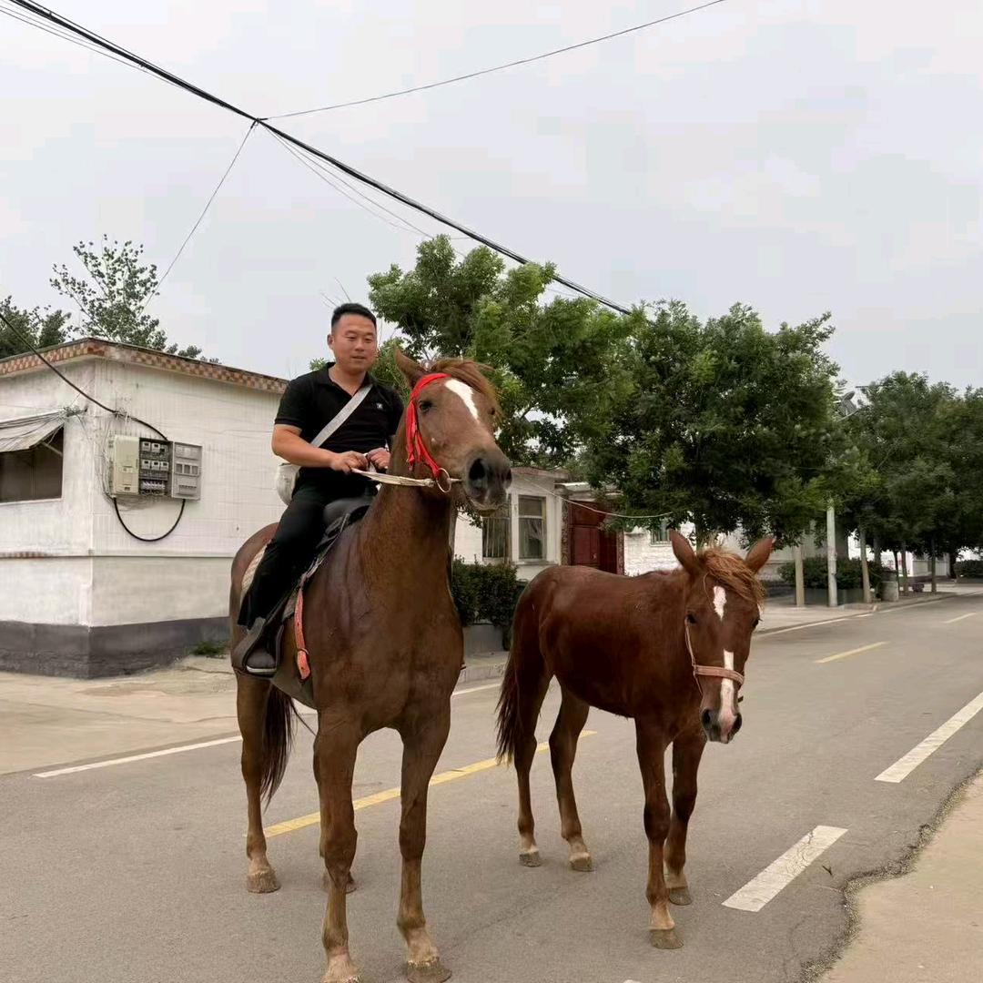 东平斗羊红龙