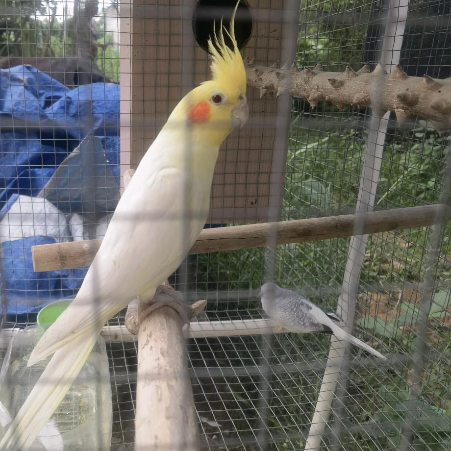 小廖哥