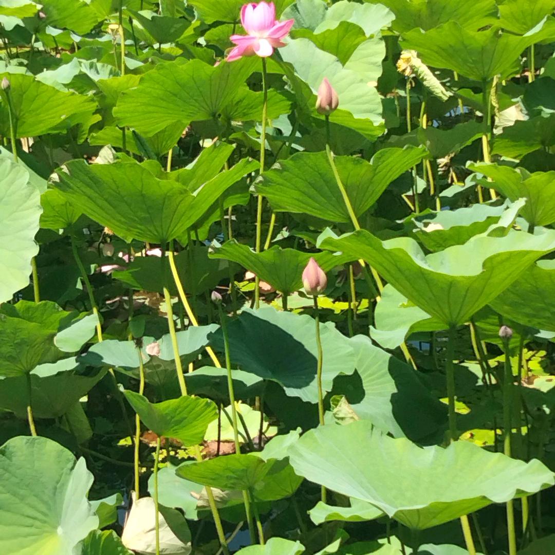 阳光