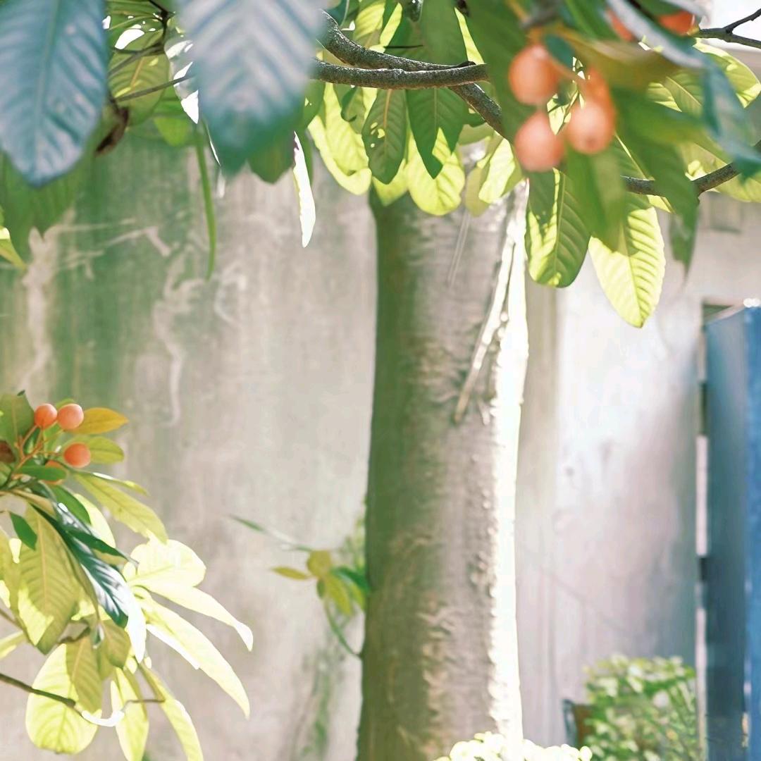 小鱼