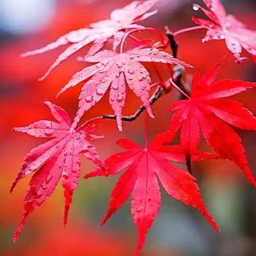 红枫叶