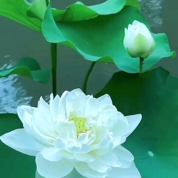善行天下