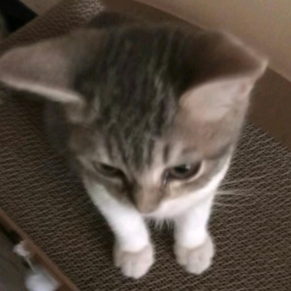 Mouse湲