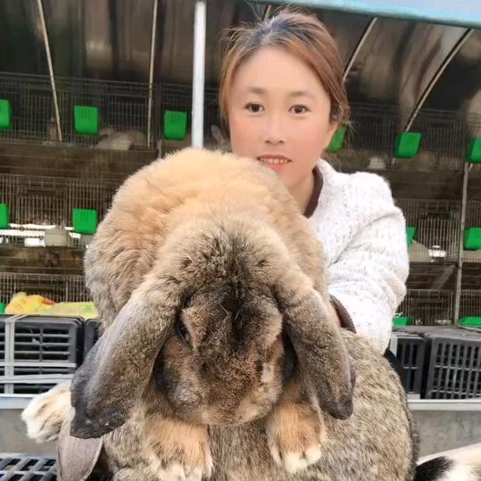 肉兔养殖