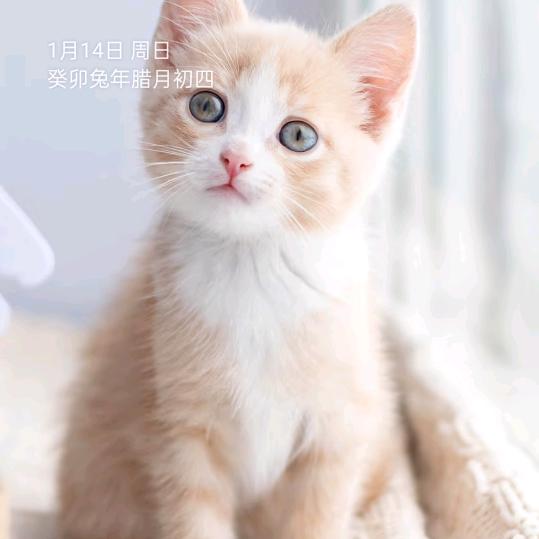 阔步钱行