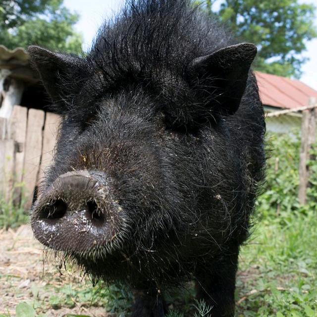 春眠不觉晓优选