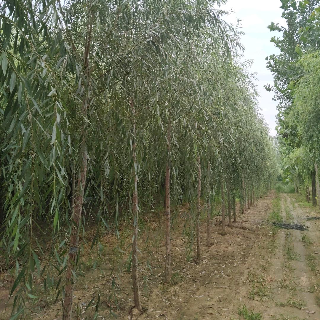 西湖垂柳繁育基地