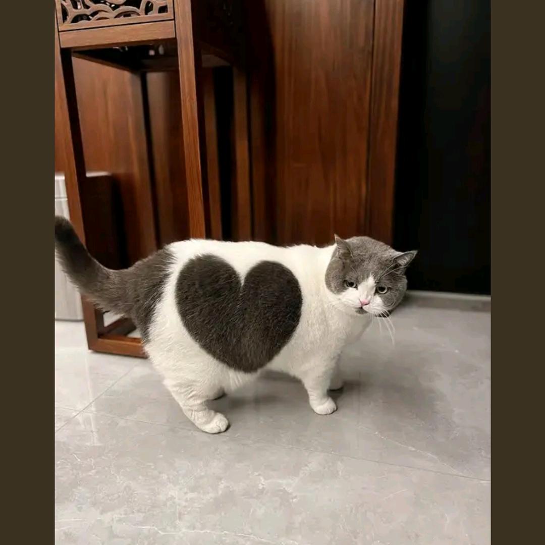 短毛猫🍁丶