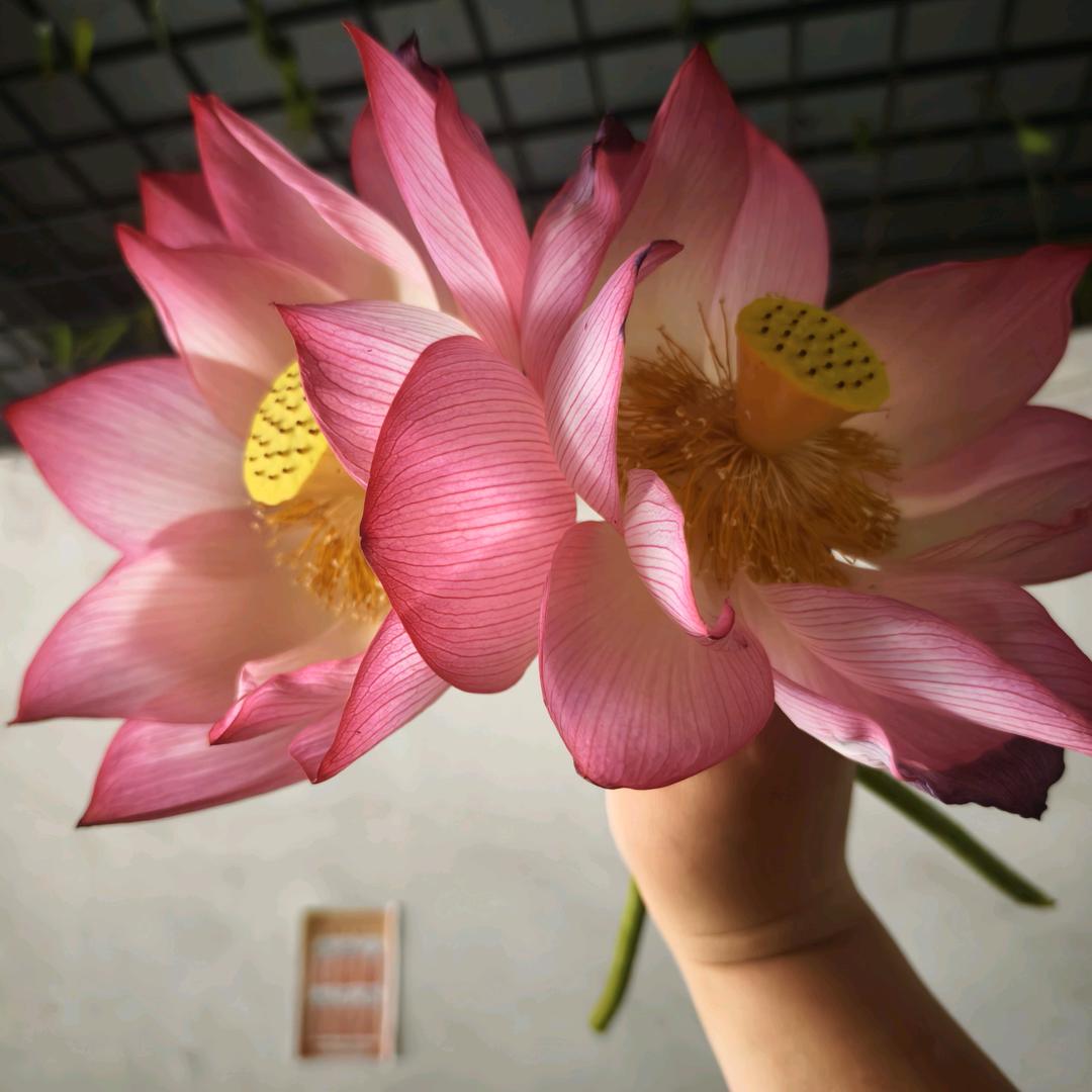 🫧皆如我意°💯♟️