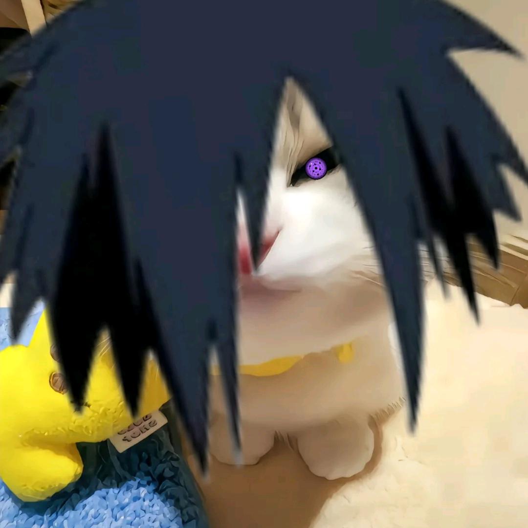 小小狸猫