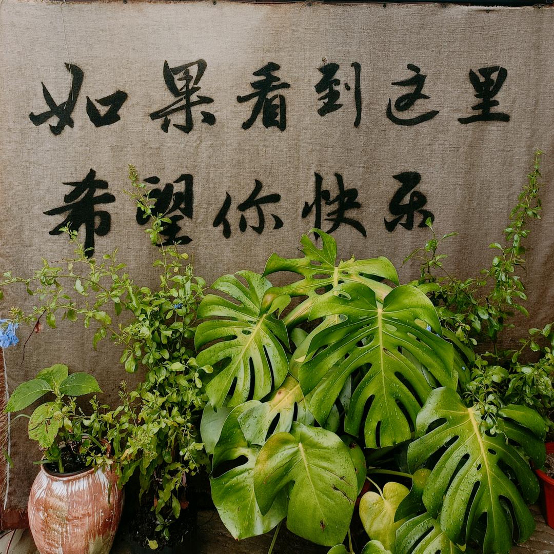 摆烂的秤秤子