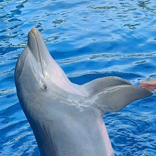 海洋馆小饭桶🐬