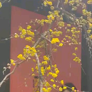 彼岸&花开