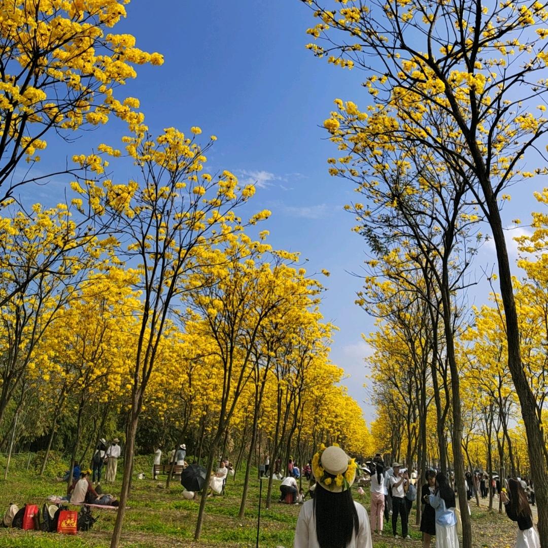 栀子花