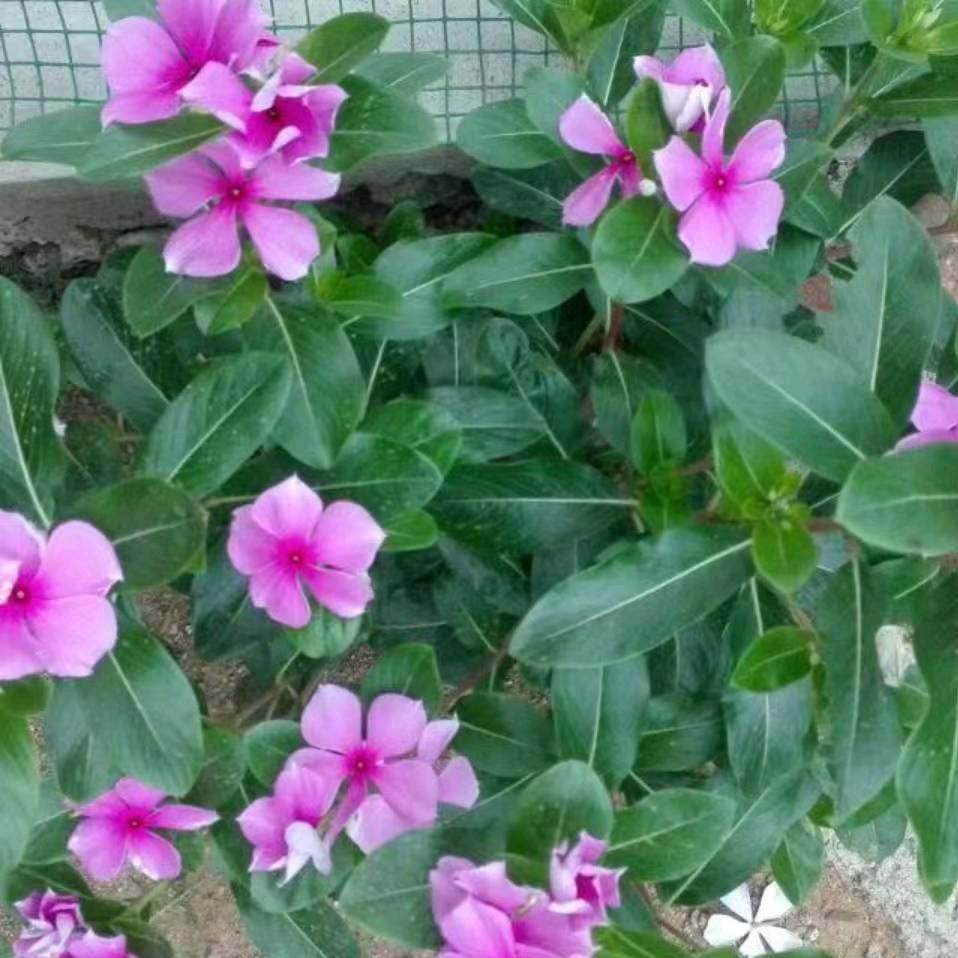 枫哥