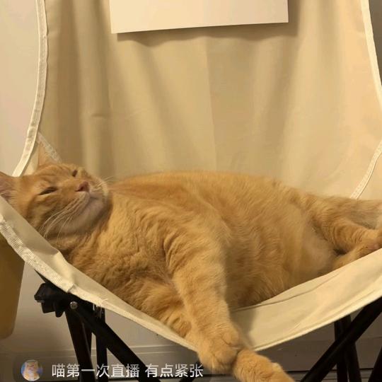 天天