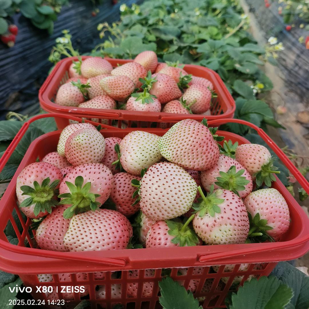 襄都区绿康家庭农场